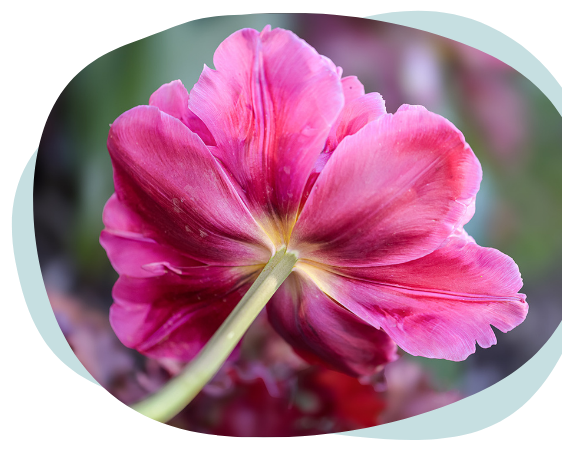 Fleur rose vue de dos